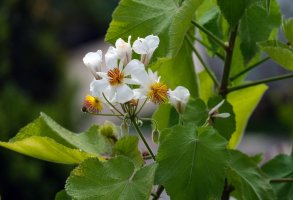 Kvetoucí lípěnka africká nebo také lipka pokojová (Sparrmannia africana) – Opachevsky Irina / Shutterstock