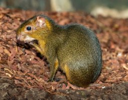 Akuči zelený (Myoprocta acouchy) –  Pavel Filatov / Shutterstock