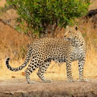 Levhart (Panthera pardus), Jižní Afrika – EcoPrint / Shutterstock