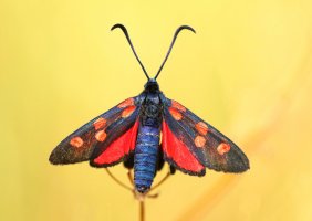 Vřetenuška obecná (Zygaena filipendulae) – Miroslav Hlavko / Shutterstock