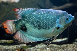 Osphronemus (Osphronemus goramy) – Vladimir Wrangel / Shutterstock