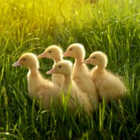 Kachňata – Nadezhda Zaruchevskaia/Shutterstock