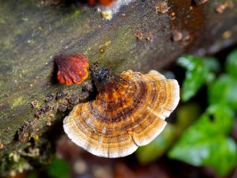 Medicinální houba outkovka pestrá (Polyporus versicolor) – Joan Carles Juarez / Shutterstock