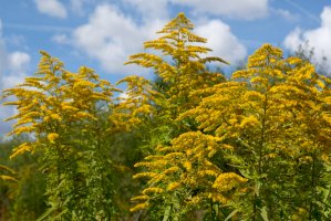 Zlatobýl obecný (Solidago virgaurea) – iwciagr/Shutterstock
