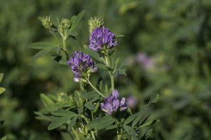 Tolice vojtěška (Medicago sativa) – Michael G McKinne / Shutterstock