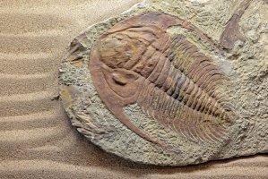 Zkamenělina trilobita (Trilobite paradoxides) – I love photo / Shutterstock