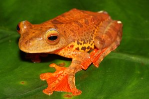 Létavka pardálí (Rhacophorus pardalis) – zdenek_macat / Shutterstock