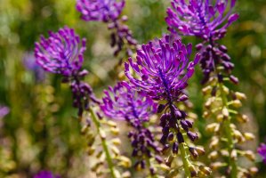 Modřenec chocholatý (Muscari comosum) – Flower_Garden / Shutterstock