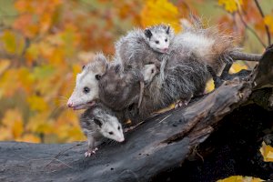 Vačice virginská (Didelphis virginiana) s mláďaty – Geoffrey Kuchera/Shutterstock