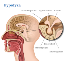 Hypofýza – medicalstocks/Shutterstock, český popis CoJeCo.cz