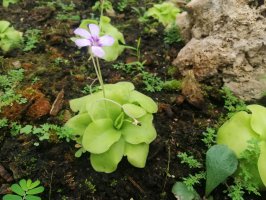 Kvetoucí tučnice ocasatá (Pinguicula moranensis) –  Yes058 Montree Nanta / Shutterstock