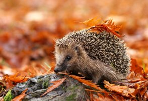 Ježek západní (Erinaceus europaeus) – Miroslav Hlavko / Shutterstock