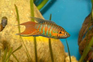 Rájovec dlouhoploutvý (Macropodus opercularis) – Karel Zahradka / Shutterstock