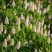 Jírovec maďal (Aesculus hippocastanum), květy – Aleksey Sagitov/Shutterstock