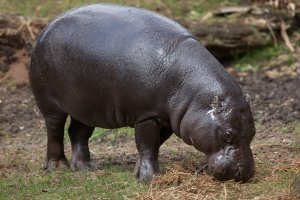 Hrošík liberijský (Choeropsis liberiensis) – Vladimir Wrangel / Shutterstock