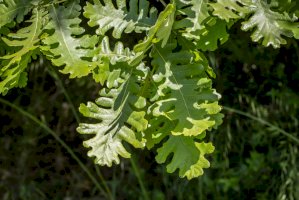 Dub balkánský (Quercus frainetto) – IvanaStevanoski/Shutterstock