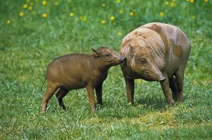 Babirusa burusrká (Babyrousa babyrussa) – slowmotiongli / Shutterstock