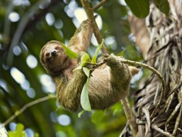 Lenochod tříprstý (Bradypus tridactylus) – Milan Zygmunt / Shutterstock