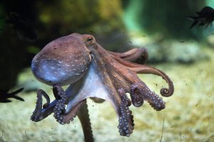 Chobotnice pobřežní (Octopus vulgaris) z podtřídy dvoužábrých – Vladimir Wrangel / Shutterstock