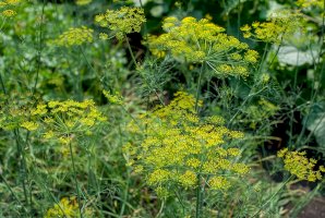 Fenykl obecný (Foeniculum vulgare) – Igor Pushkarev/Shutterstock