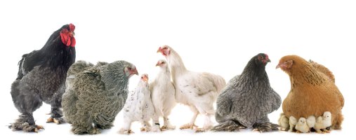 Některé z barevných rázů plemene slepice brahmánka velká – cynoclub / Shutterstock