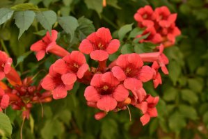Trubač kořenující (Bignonia radicans) – Lesia Kapinosova / Shutterstock