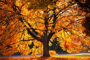 Podzimní zbarvení listí – Holger Graebner / Shutterstock