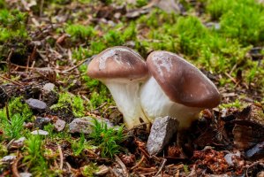 Slizák mazlavý (Gomphidius glutinosus) – muuraa / Shutterstock