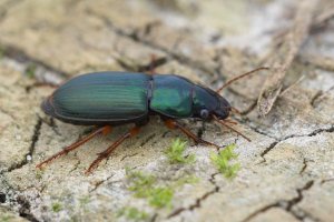 Kvapník měnivý (Harpalus affinis) z rodu kvapníci – HWall / Shuterstock