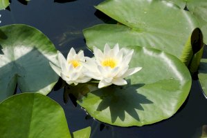 Leknín bílý (Nymphaea alba) – IvanaStevanoski/Shutterstock