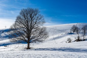 Zimní krajina, rostliny období vegetačního klidu – JdelPhotos / Shutterstock