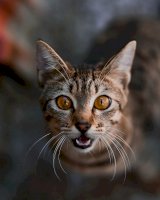 Kočka – Photo by Javardh on Unsplash