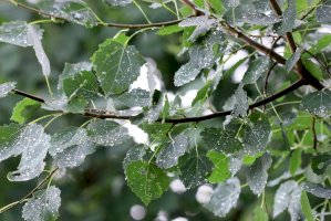 Topol osika (Populus tremula) – Tibesty/Shutterstock