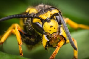 Mohutná kusadla na hlavě vosy – Denis Vesely / Shutterstock