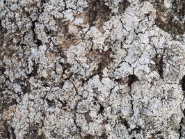 Parmelia physodes – ANGHI / Shutterstock