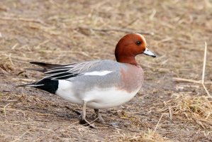 Hvízdák eurasijský (Mareca penelope) – Anton MirMar / Shutterstock