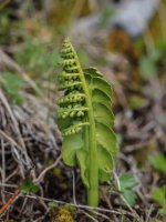 Kapradina vratička měsíční (Botrychium lunaria) – IvanaStevanoski / Shutterstock