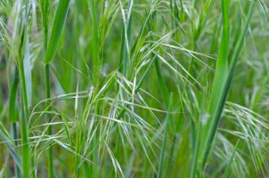 Sveřep střešní (Bromus tectorum) – Kaprisova/Shutterstock