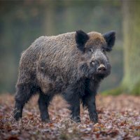 Prase divoké (Sus scrofa) – PhotocechCZ/Shutterstock