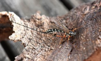 Samička lumka velkého (Rhyssa persuasoria) z nadčeledi lumků – HHelene / Shutterstock