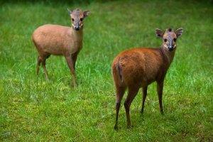 Chocholatka červená (Cephalophus natalensis) – Vladimir Wrangel / Shutterstock