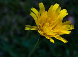 Jestřábník myší ouško (Hieracium auricula  Pilosella lactucella), detail květu – venars.original / Shutterstock