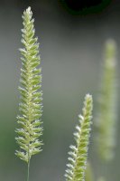Poháňka hřebenitá (Cynosurus cristatus) – IanRedding/Shutterstock
