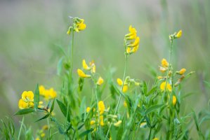 Hrachor luční (Lathyrus pratensis) – IanRedding/Shutterstock