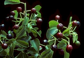Mahalebka obecná (Prunus mahaleb), plody – COULANGES/Shutterstock