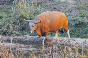Banteng (Bos javanicus), býk brodící vodou – kajornyot wildlife photography / Shutterstock