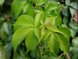 Loubinec pětilistý (Parthenocissus quinquefolia) – Profimedia.cz