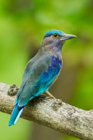 Mandelík indický (Coracias benghalensis), Thajsko – kajornyot wildlife photography / Shutterstock