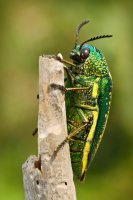 Sternocera sternicornis – Ondrej Prosicky / Shutterstock