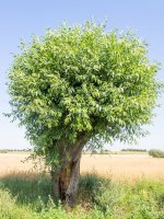 Vrba jíva (Salix caprea) – Mariusz S. Jurgielewicz/Shutterstock